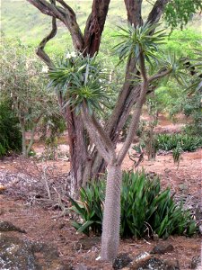 Pachypodium lamerei var. ramosum in the Koko Crater Botanical Garden, Honolulu, Hawaii, USA.