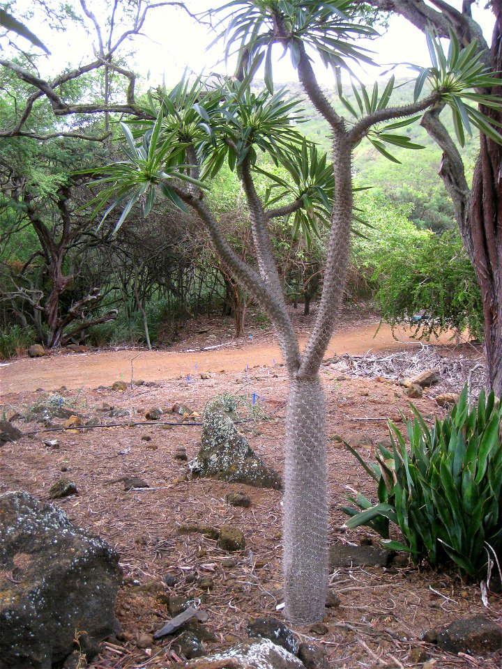 Pachypodium lamerei var. ramosum in the Koko Crater Botanical Garden, Honolulu, Hawaii, USA.
