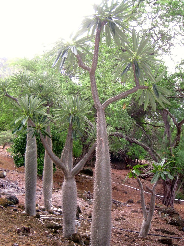 Pachypodium lamerei var. ramosum in the Koko Crater Botanical Garden, Honolulu, Hawaii, USA.