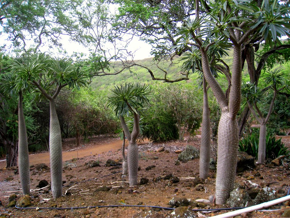 Pachypodium lamerei var. ramosum in the Koko Crater Botanical Garden, Honolulu, Hawaii, USA.
