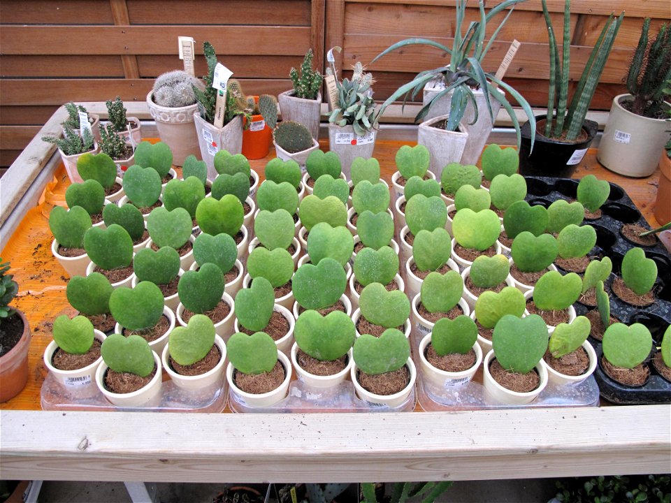 Pots of Hoya kerrii for sale in a garden centre.