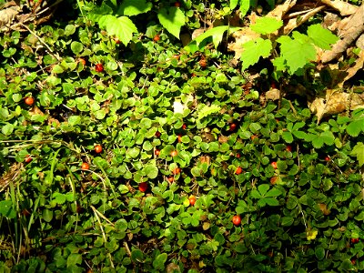 Mitchella repens, berries
halpaugh@verizon.net