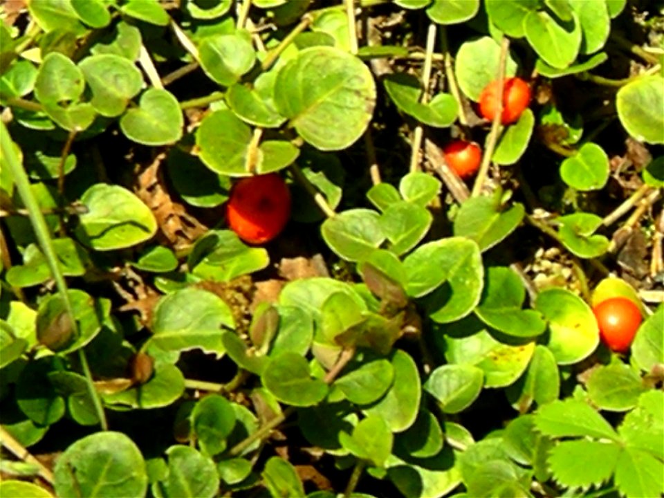 Mitchella repens, closeup of berries
halpaugh@verizon.net