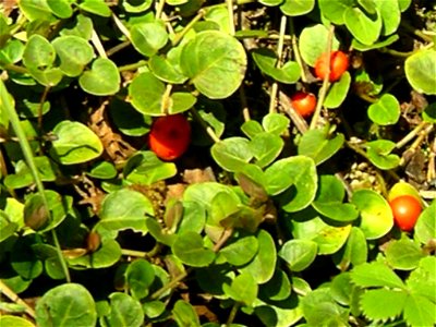 Mitchella repens, closeup of berries
halpaugh@verizon.net