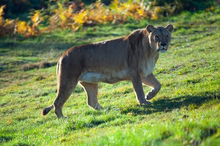 Stare lion safari park photo