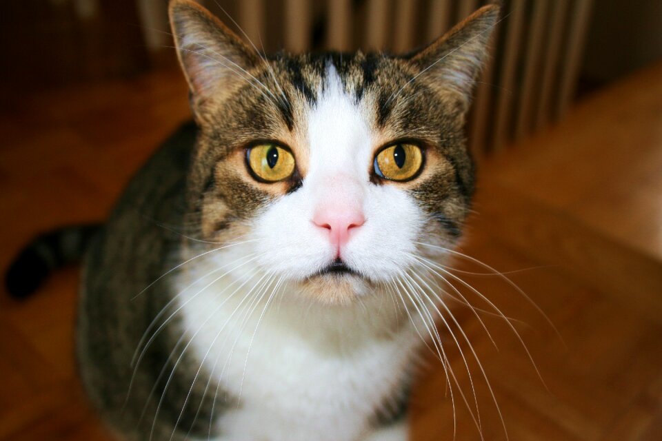Feline eyes yellow