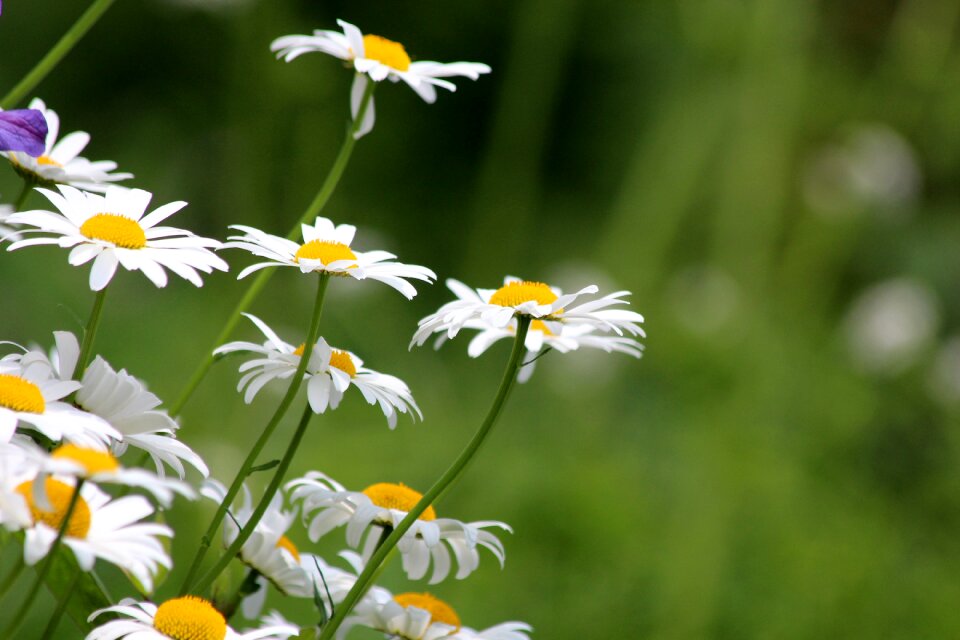 Flowers of the field summer closeup