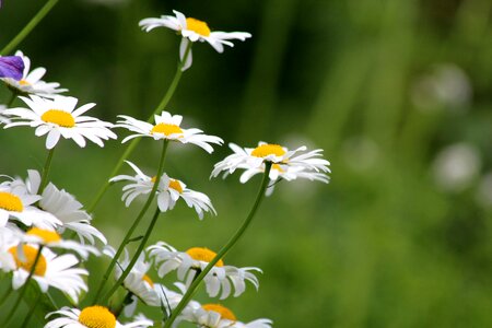 Flowers of the field summer closeup photo