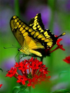 Image title: Papilio thoas
Image from Public domain images website, http://www.public-domain-image.com/full-image/fauna-animals-public-domain-images-pictures/insects-and-bugs-public-domain-images-pict
