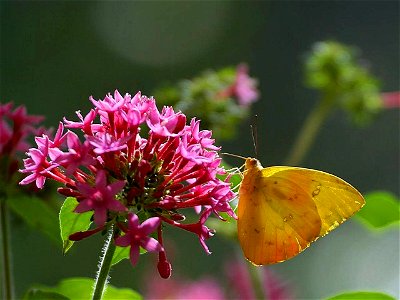 Image title: Butterfly cloudless sulphur Image from Public domain images website, http://www.public-domain-image.com/full-image/fauna-animals-public-domain-images-pictures/insects-and-bugs-public-doma photo