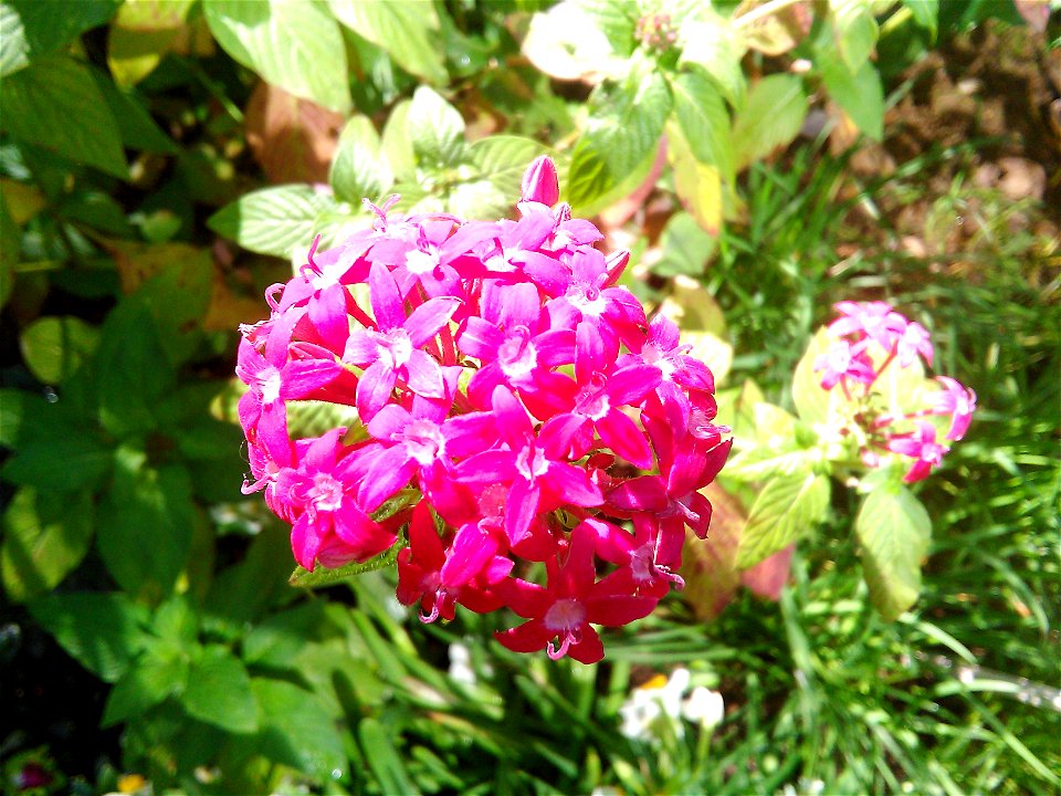 Pentas lanceolata HKP 2017