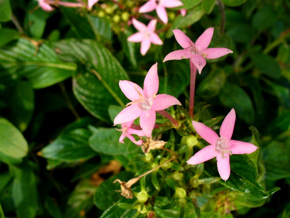 I am the originator of this photo. I hold the copyright. I release it to the public domain. This photo depicts flowers.