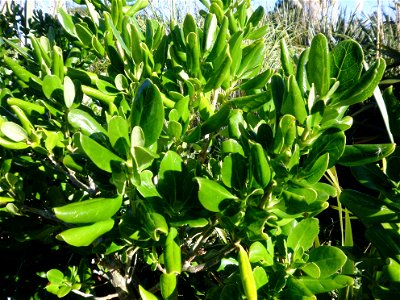 Coprosma repens, or taupata, foliage at Pauatahanui Wildlife Reserve, Wellington, New Zealand.