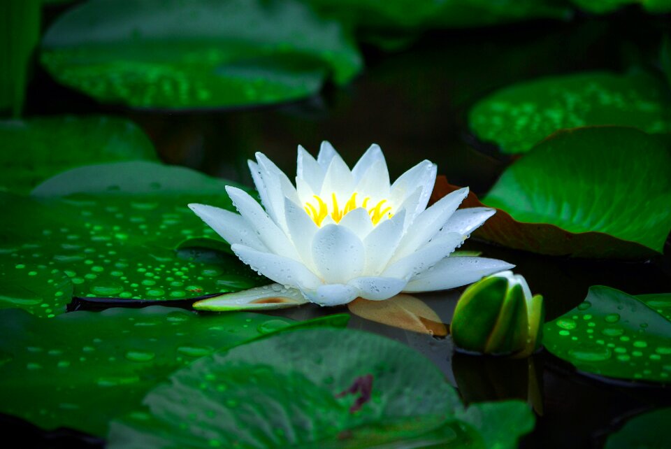 Flowers pond aquatic plants