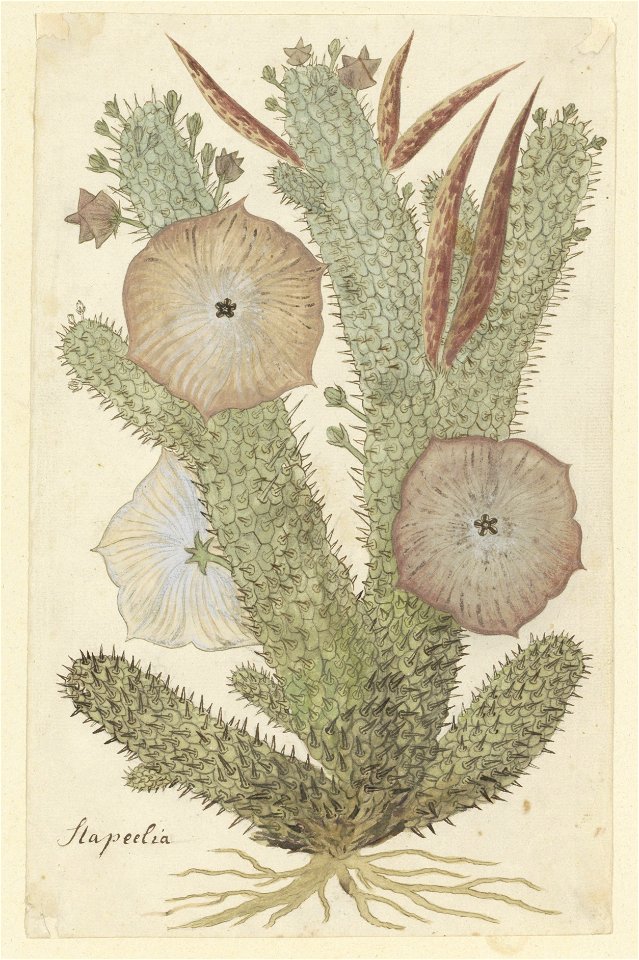 IdentificatieTitel(s): Hoodia gordoniiStapeelia (titel op object)Objecttype: tekening albumblad Objectnummer: RP-T-1914-18-91Opschriften / Merken: annotatie, linksonder, pen in bruin op hulplijntje in