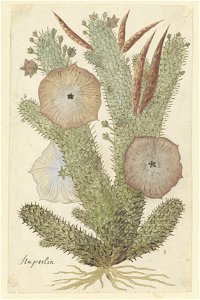 IdentificatieTitel(s): Hoodia gordoniiStapeelia (titel op object)Objecttype: tekening albumblad Objectnummer: RP-T-1914-18-91Opschriften / Merken: annotatie, linksonder, pen in bruin op hulplijntje in photo