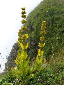 Flowers of great yellow gentian at the mountain pass of Joux-Plane (Haute-Savoie, France).