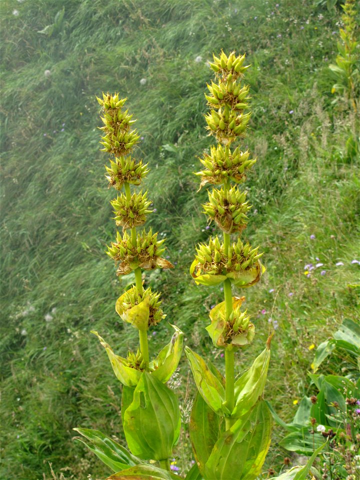 Flowers of great yellow gentian at the mountain pass of Joux-Plane (Haute-Savoie, France).