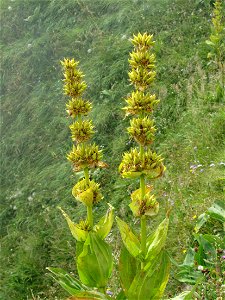 Flowers of great yellow gentian at the mountain pass of Joux-Plane (Haute-Savoie, France). photo