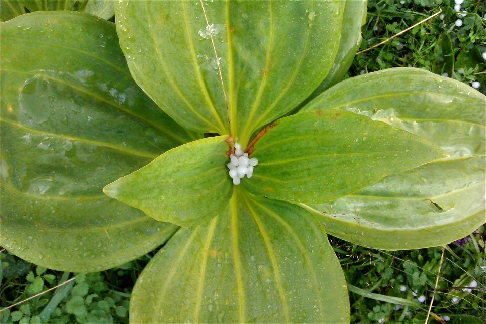 Hail at Creux du Van