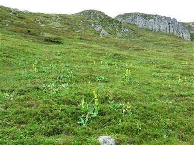 Great yellow gentian near the puy de Sancy (Puy-de-Dôme, France). photo