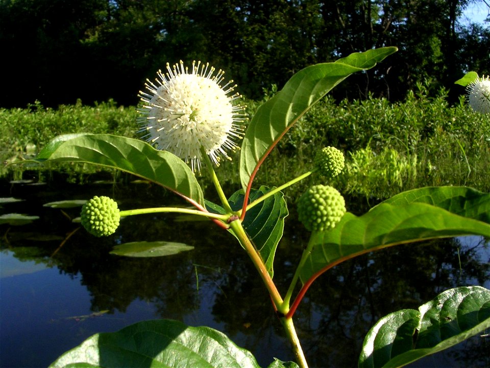 Buttonbush (Honey-bells) Cephalanthus occidentalis 
Taken in Massachusetts off the Mill River in a marsh area on Aug, 6th, 2006 by myself, Paul R. Samson.