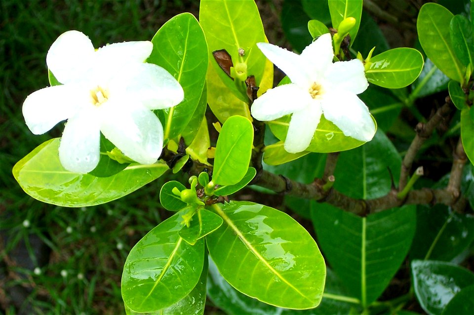 Tahitian gardenia (Gardenia taitensis)