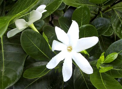 Gardenia taitensis (Tiare Maori)