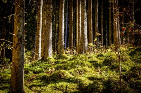 Mood light trees photo