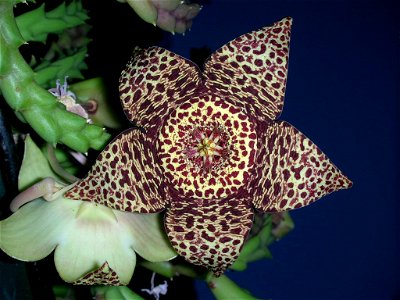 Fiore dell'orbea o stapelia