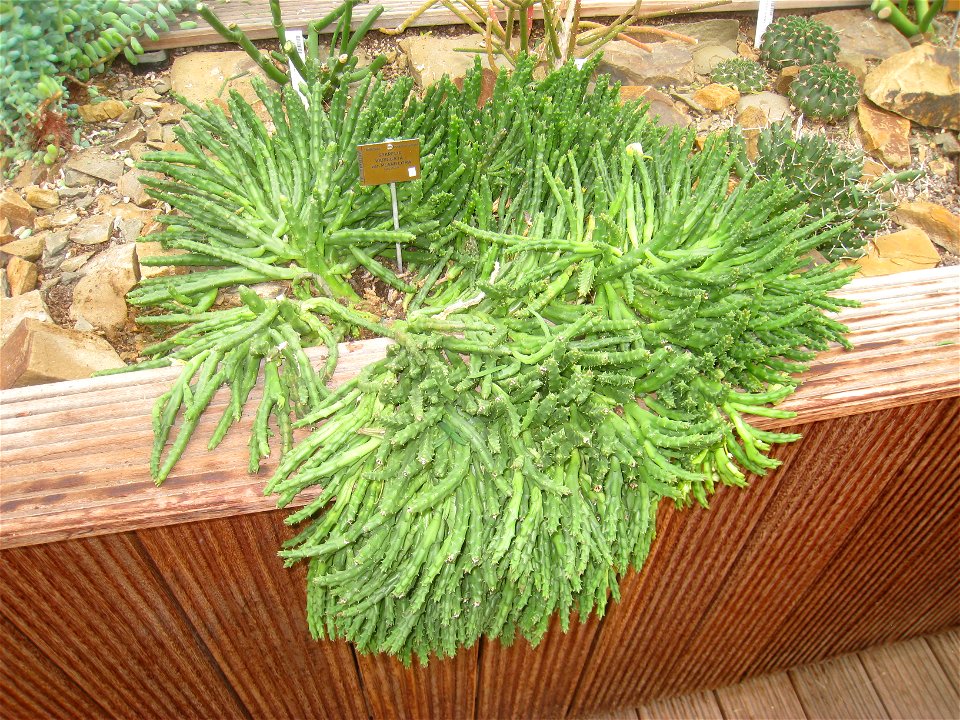 Orbea variegata specimen in the National Botanic Garden of Belgium, Meise, just north of Brussels, Belgium.
