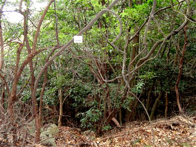 Botanical specimen in the Miyajima Natural Botanical Garden, Hatsukaichi, Hiroshima, Japan. photo