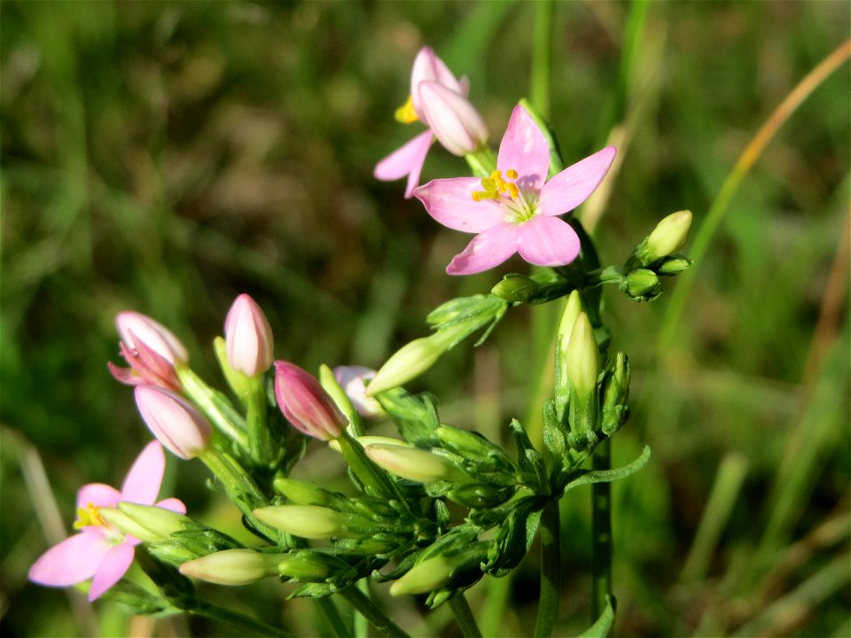 Echtes Tausendgüldenkraut (Centaurium erythraea) im Schwetzinger Hardt