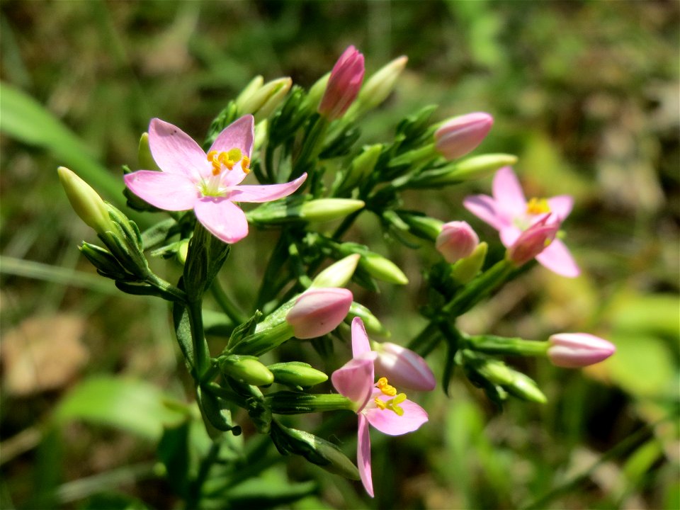 Echtes Tausendgüldenkraut (Centaurium erythraea) im Schwetzinger Hardt