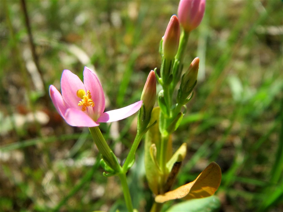 Echtes Tausendgüldenkraut (Centaurium erythraea) im Schwetzinger Hardt