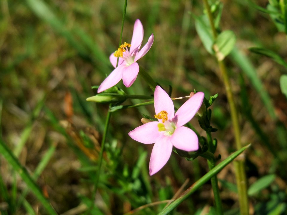 Echtes Tausendgüldenkraut (Centaurium erythraea) im Schwetzinger Hardt