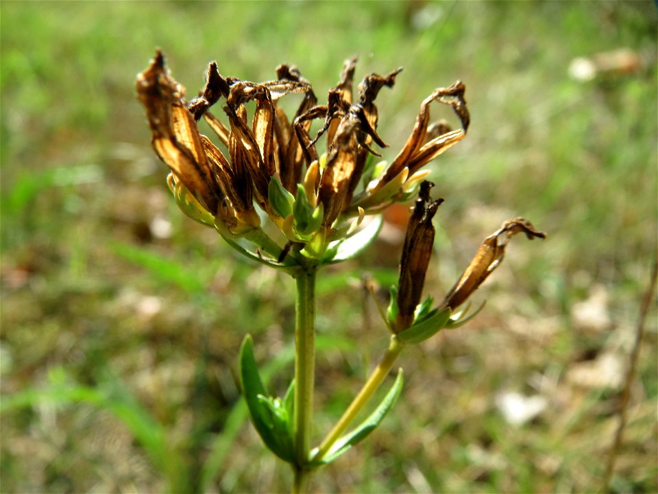 Echtes Tausendgüldenkraut (Centaurium erythraea) im Schwetzinger Hardt