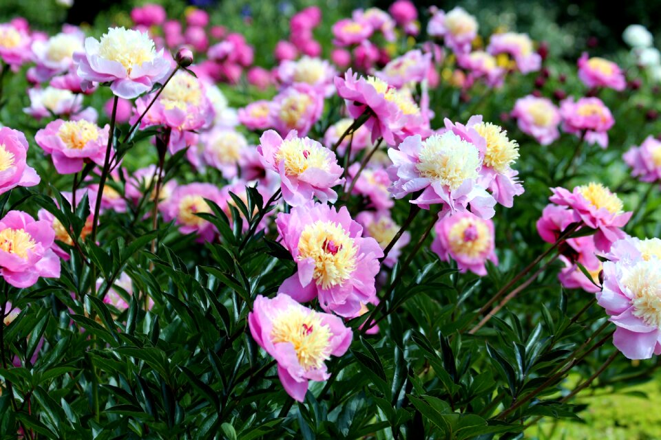 Pink flower plant summer