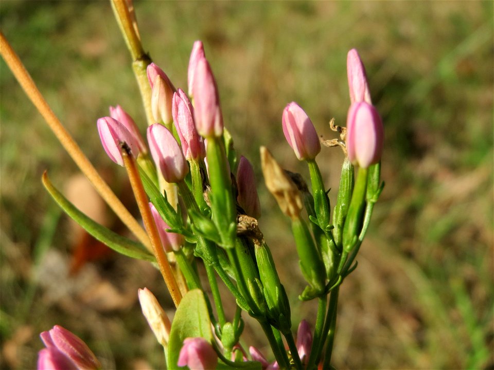 Echtes Tausendgüldenkraut (Centaurium erythraea) im Schwetzinger Hardt