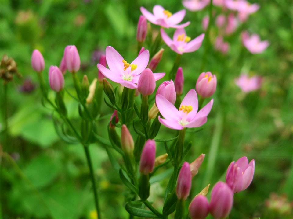 Echtes Tausendgüldenkraut (Centaurium erythraea) im Schwetzinger Hardt - an der Bahnstrecke Mannheim-Karlsruhe findet sich ein kleines Sandmagerrasen-Biotop mit typischer Binnendünen-Vegetation