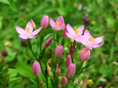 Echtes Tausendgüldenkraut (Centaurium erythraea) im Schwetzinger Hardt - an der Bahnstrecke Mannheim-Karlsruhe findet sich ein kleines Sandmagerrasen-Biotop mit typischer Binnendünen-Vegetation photo