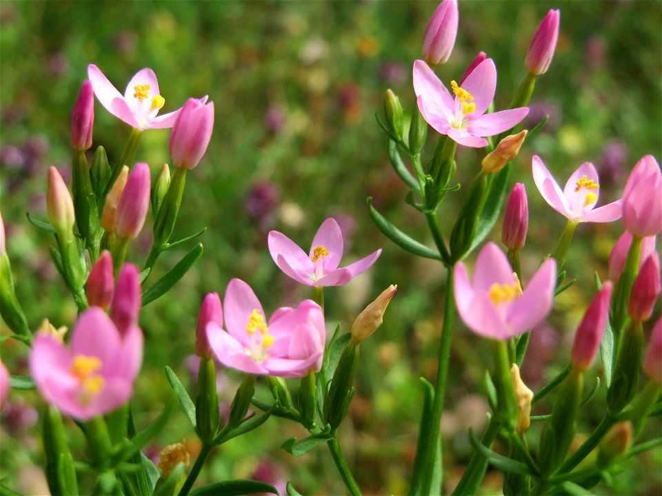 Echtes Tausendgüldenkraut (Centaurium erythraea) im Schwetzinger Hardt - an der Bahnstrecke Mannheim-Karlsruhe findet sich ein kleines Sandmagerrasen-Biotop mit typischer Binnendünen-Vegetation