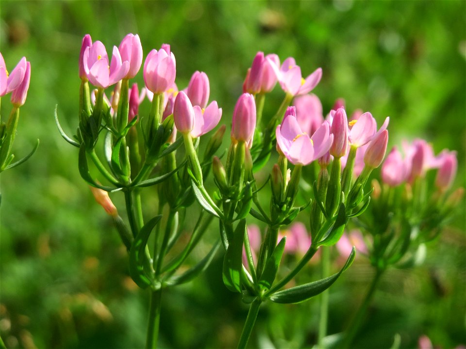Echtes Tausendgüldenkraut (Centaurium erythraea) im Schwetzinger Hardt - an der Bahnstrecke Mannheim-Karlsruhe findet sich ein kleines Sandmagerrasen-Biotop mit typischer Binnendünen-Vegetation