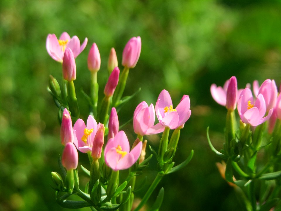 Echtes Tausendgüldenkraut (Centaurium erythraea) im Schwetzinger Hardt - an der Bahnstrecke Mannheim-Karlsruhe findet sich ein kleines Sandmagerrasen-Biotop mit typischer Binnendünen-Vegetation photo