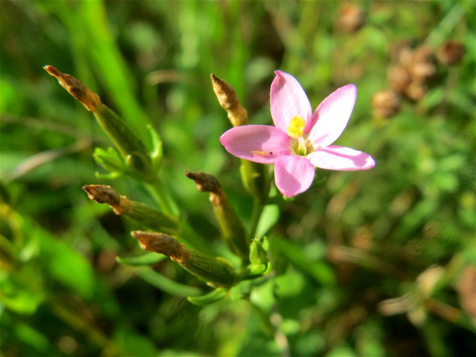 Echtes Tausendgüldenkraut (Centaurium erythraea) im Schwetzinger Hardt - an der Bahnstrecke Mannheim-Karlsruhe findet sich ein kleines Sandmagerrasen-Biotop mit typischer Binnendünen-Vegetation