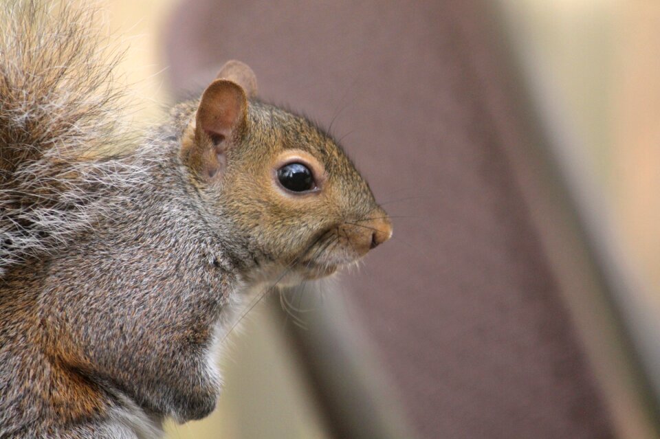 Animal fur squirrel