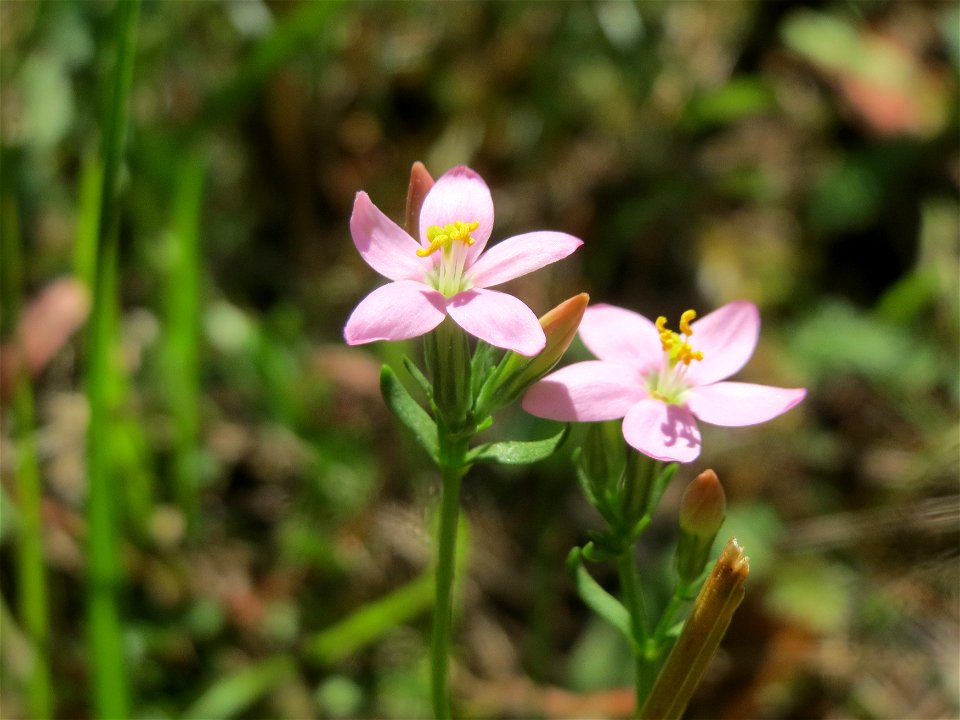 Echtes Tausendgüldenkraut (Centaurium erythraea) am Röhlberg bei Klingenmünster photo