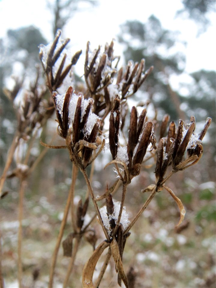 Echtes Tausendgüldenkraut (Centaurium erythraea) im Schwetzinger Hardt - an der Bahnstrecke Mannheim-Karlsruhe findet sich ein kleines Sandmagerrasen-Biotop mit typischer Binnendünen-Vegetation