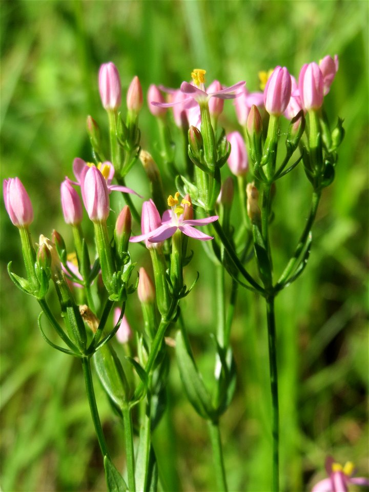Echtes Tausendgüldenkraut (Centaurium erythraea) im Naturschutzgebiet „St. Arnualer Wiesen“