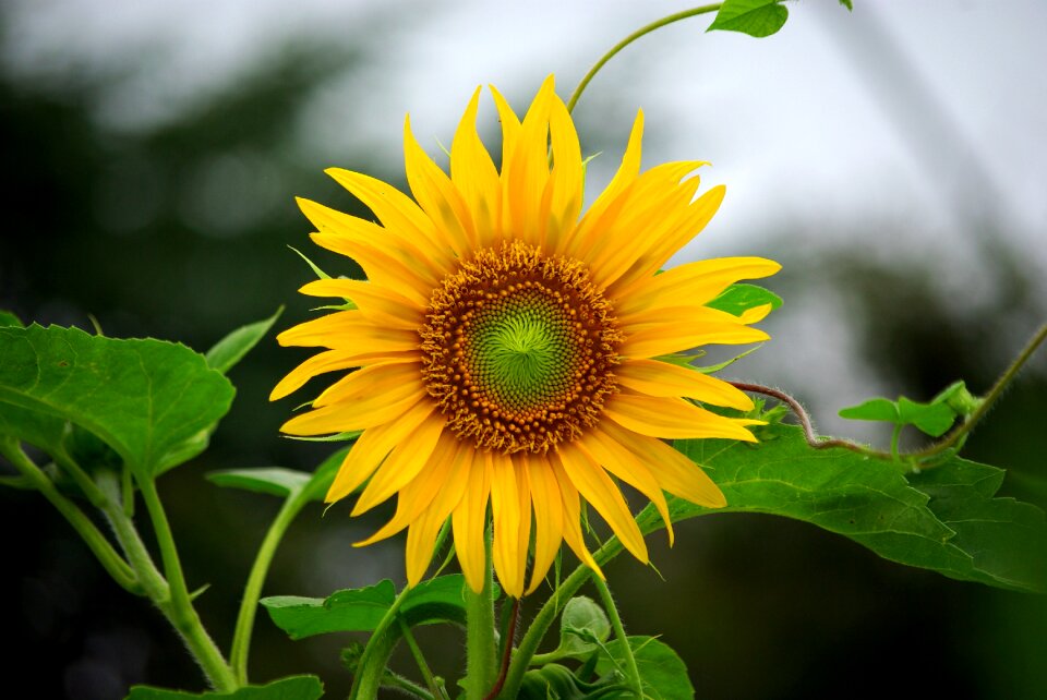 Plants summer yellow